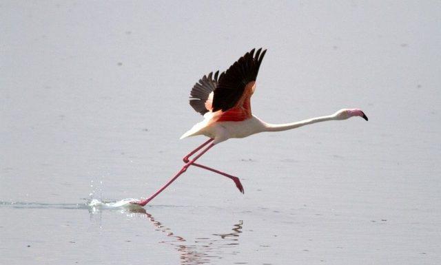 Flamingo Yavruları Tuz Gölü’nde Efsane Yürüyüşlerine Başladı