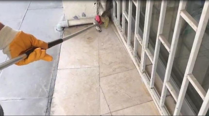 Bu Yılan Şehir Merkezinde Yakalandı