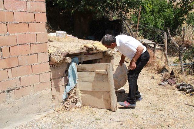 Öldürülen Yılanın Karnından Tavuk Çıktı