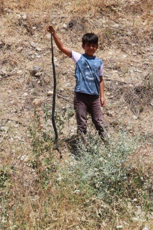 Öldürülen Yılanın Karnından Tavuk Çıktı