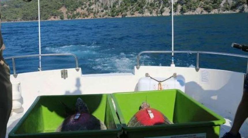 Uydu Takip Cihazı Takılan 2 Caretta Denize Salındı