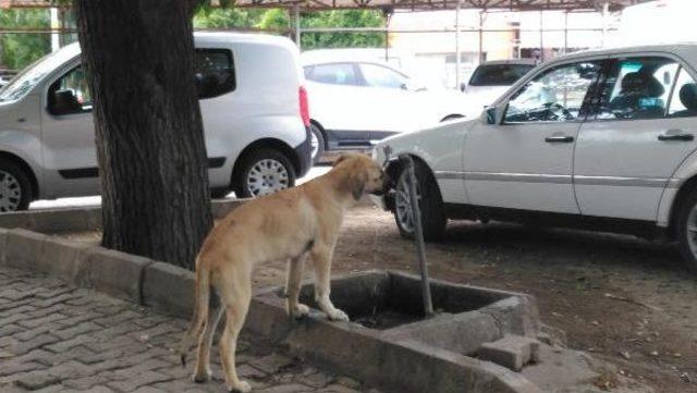 Sıcaktan Bunalan Köpeğin Serinleme Çabası