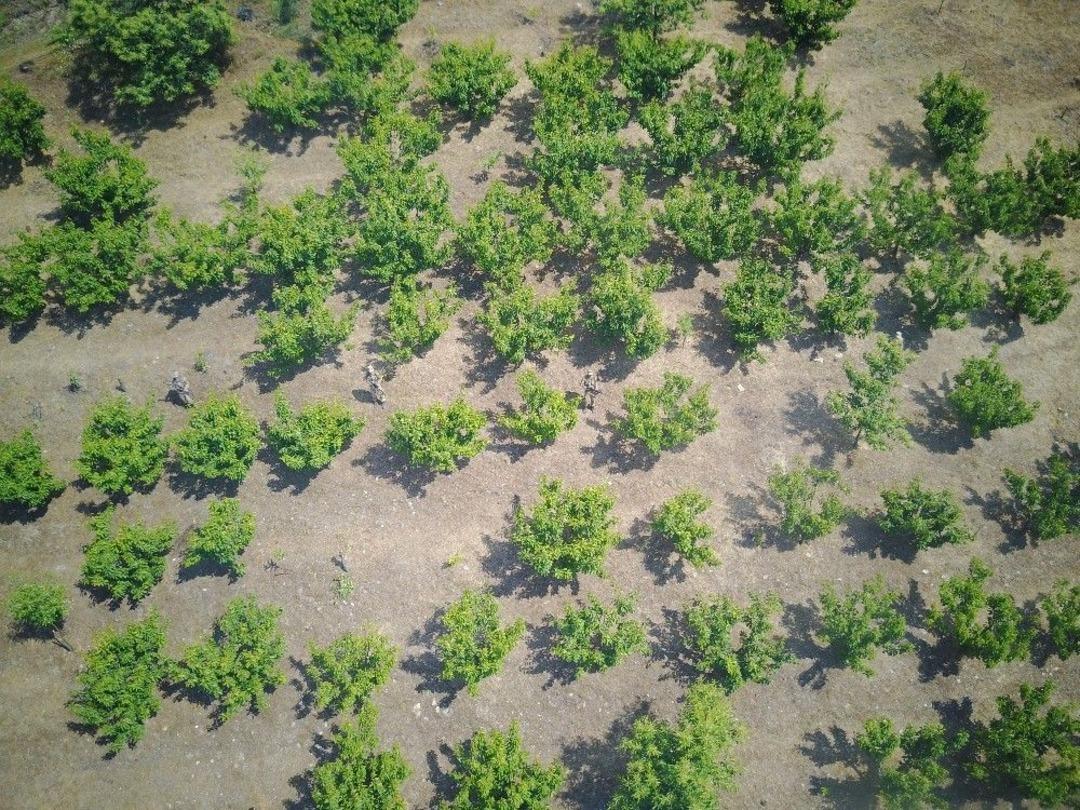 Ormanlık Alandaki Kenevirlere Drone&rsquo;li Takip