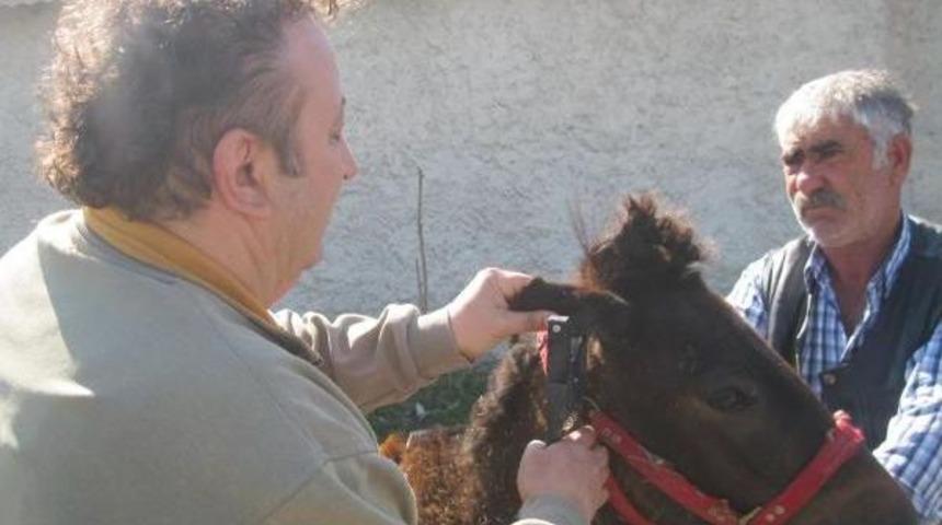 Eskişehir'de Çip Takılan Atın Sahibi Hırsızlıktan Yakalandı