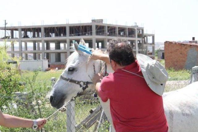 Eskişehir'de Çip Takılan Atın Sahibi Hırsızlıktan Yakalandı