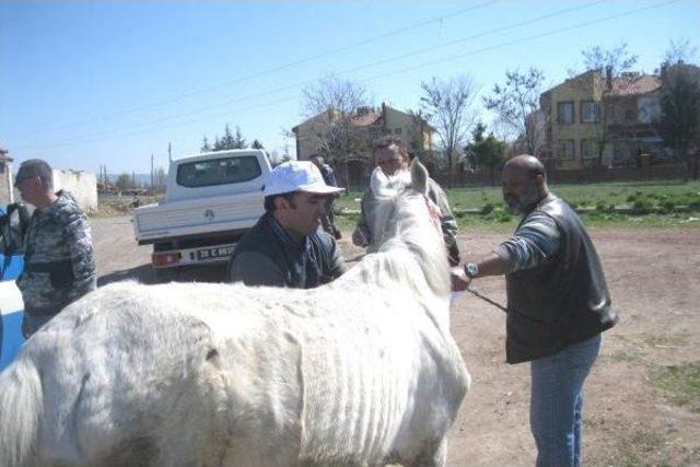 Eskişehir'de Çip Takılan Atın Sahibi Hırsızlıktan Yakalandı