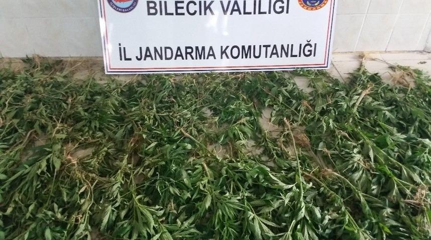 Bilecik’te 2 Bin 172 Kök Kenevir Bitkisi Ele Geçirildi