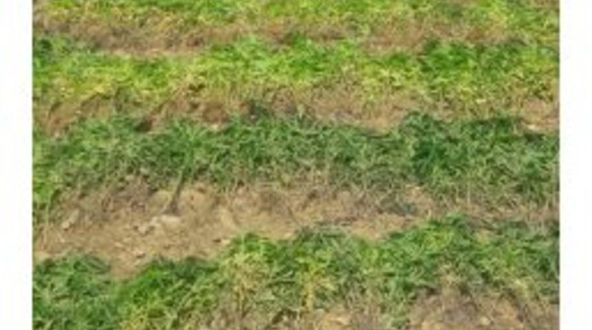 Ormanlık Alanda 3 Bin 620 Kök Kenevir Ele Geçirildi