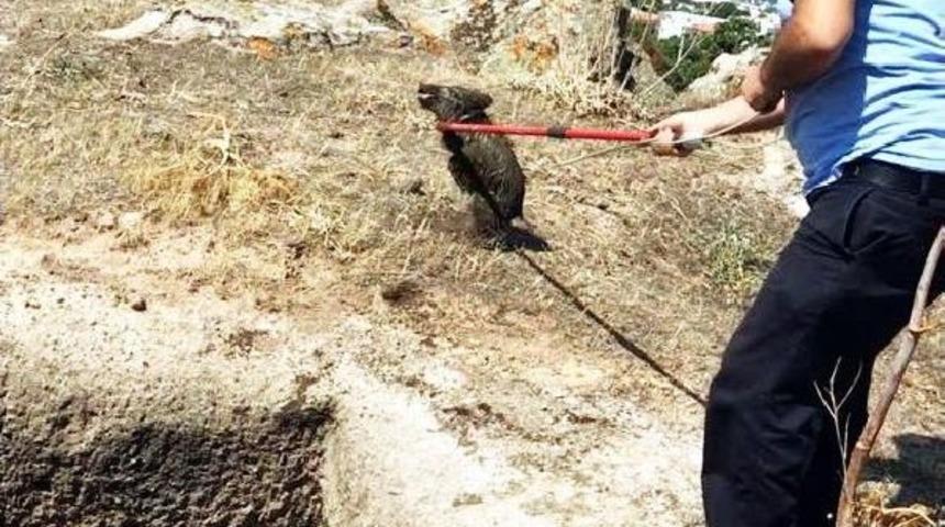 Yavru Domuzlar Operasyonla Kurtarıldı