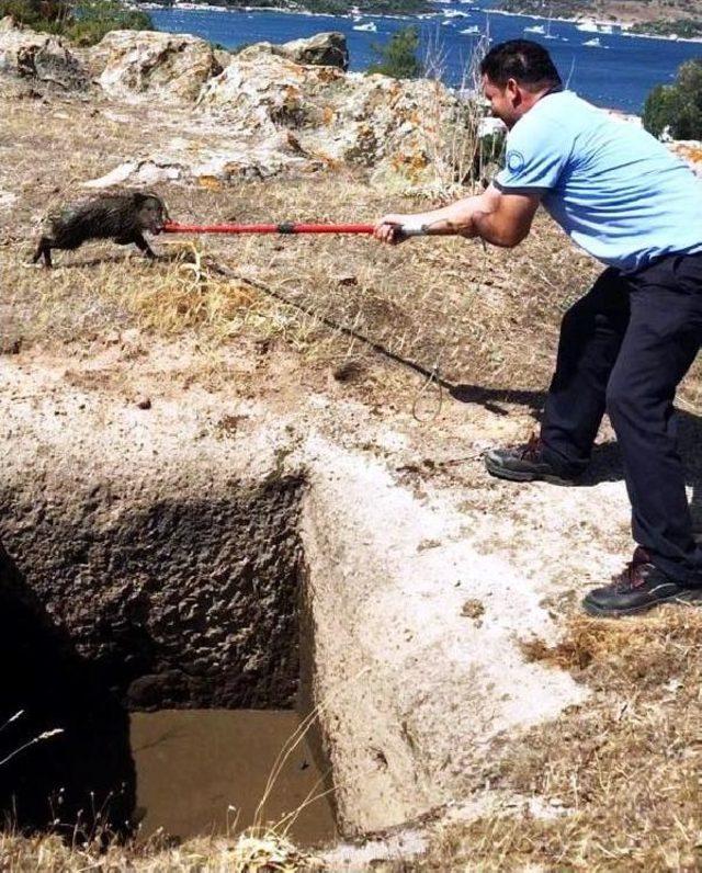 Yavru Domuzlar Operasyonla Kurtarıldı