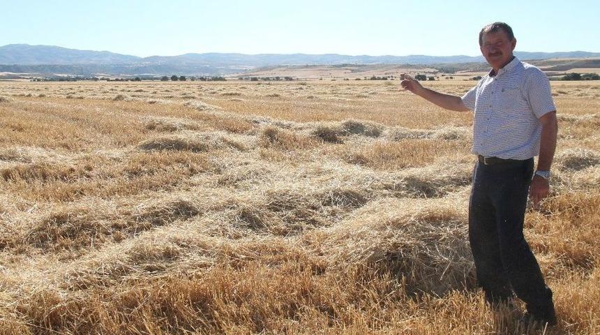 150 D&ouml;n&uuml;m Tarladan 50 Ton Arpa &Ccedil;aldılar