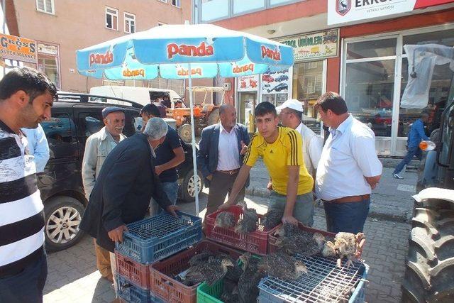 Malazgirt’te Hindi Satışları Başladı