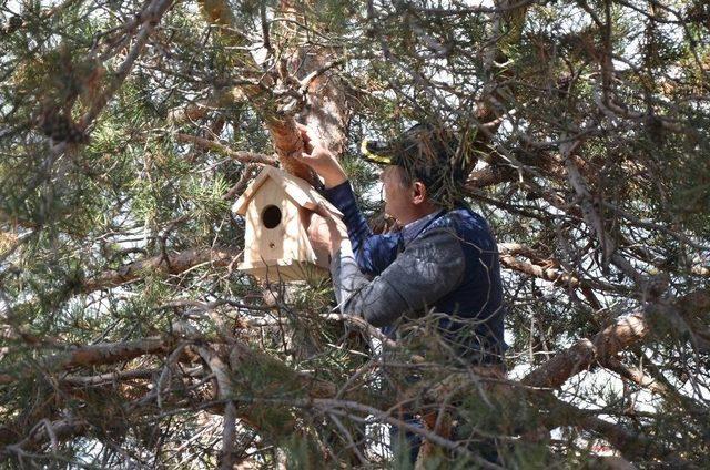 Ormanları Böceklerden Korumak İçin Kuşlara Yuva Yaptılar