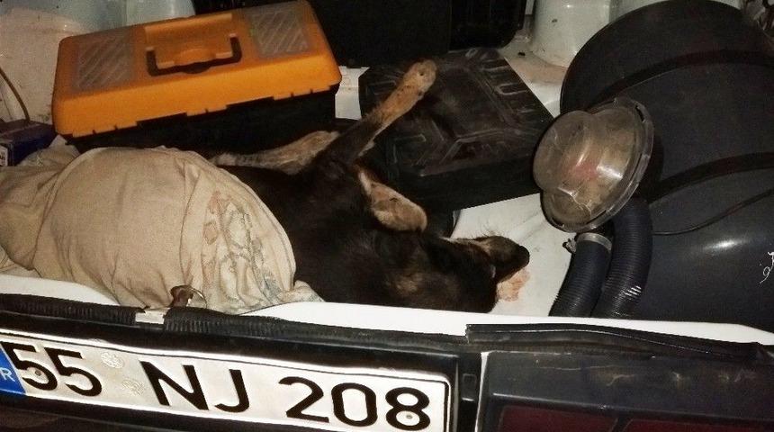 Yaralı K&ouml;peğin İmdadına Hayırsever Yetişti