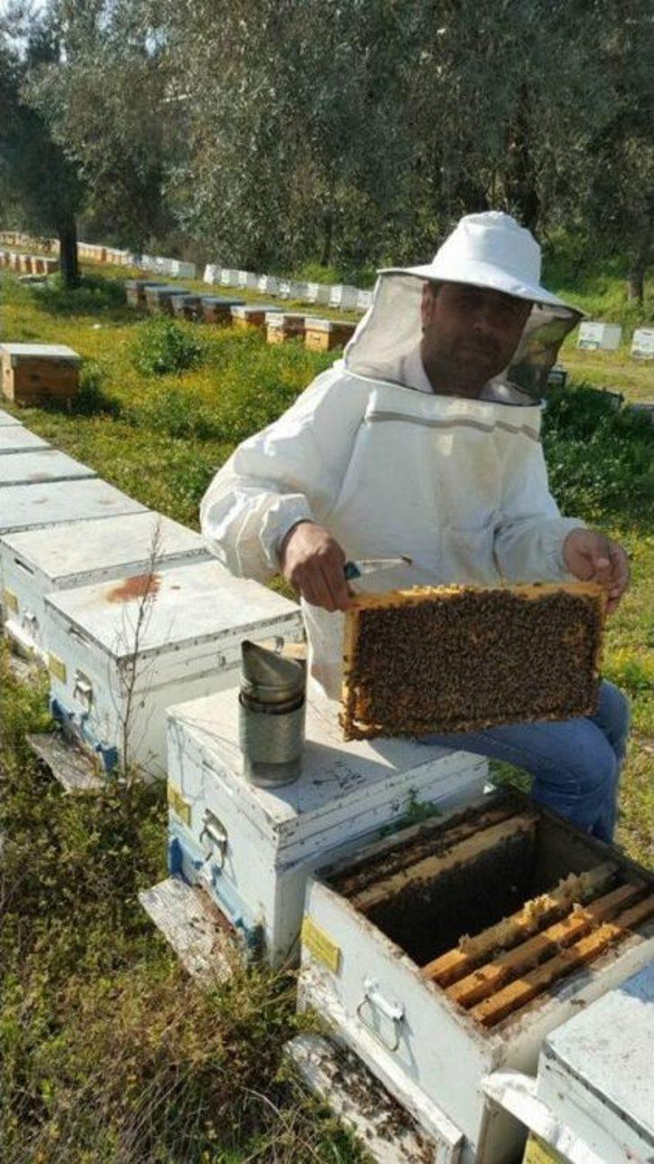 Aşırı Sıcaklara Karşı Arıları Koruyun