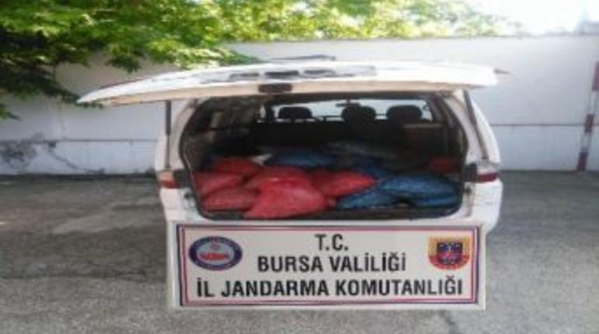 Bursa&rsquo;da 1 Ton Ka&ccedil;ak Midye Ele Ge&ccedil;irildi