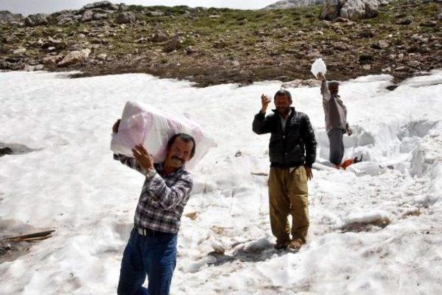 Sıcaktan Bunalan Torosların Karıyla Serinliyor