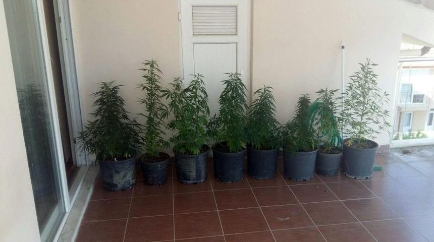 &Ccedil;i&ccedil;ek Saksısında Kenevir