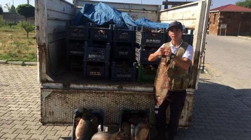 Ahlat&rsquo;Ta 1.5 Ton Ka&ccedil;ak Avlanmış Sazan Balığı Ele Ge&ccedil;irildi
