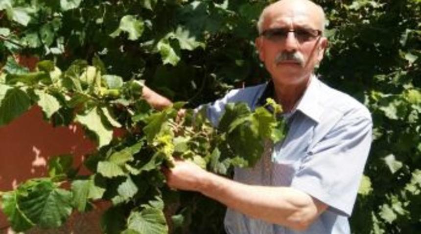 Fındık Ağa&ccedil;ları Yıllar Sonra Meyve Verdi
