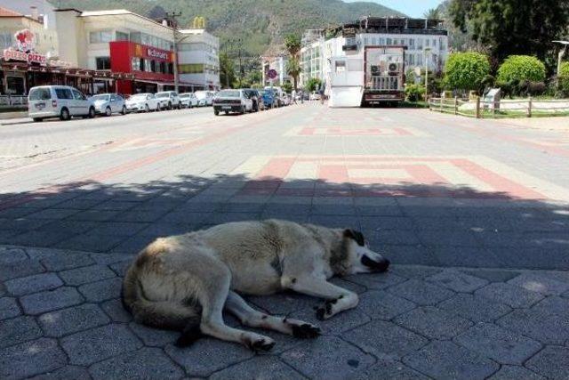 Fethiye'de Asfalt Eriten Sıcaklar Hayatı Durdurdu