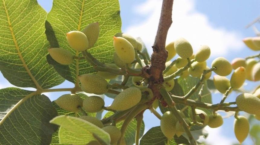 Siirt’te Bahçeler Fıstık Doldu