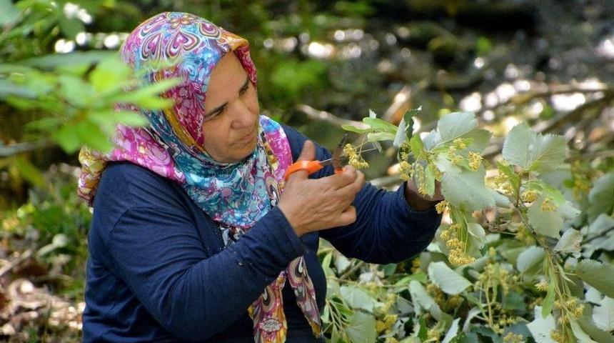 T&uuml;rkiye&rsquo;nin En Kaliteli Ihlamuru Karacabey&rsquo;de