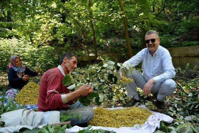 Türkiye’nin En Kaliteli Ihlamuru Karacabey’de