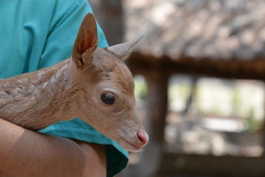 Alageyikler Mersin&rsquo;de Koruma Altında