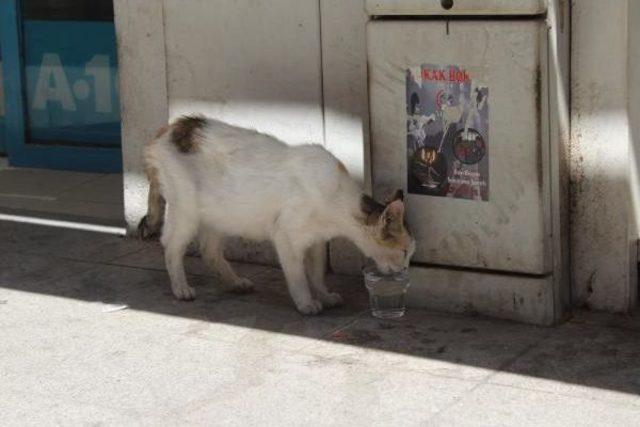 İzmit'te Bunaltan Sıcak