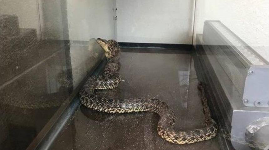 Çamaşır Makinesi İçinden 2 Metrelik Yılan Çıkartıldı