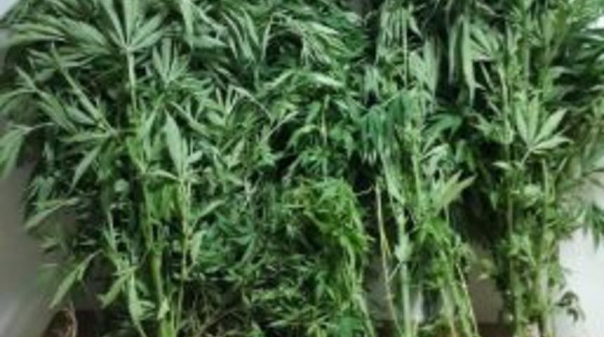 Hint Keneviri Yetiştiren 2 Kişi G&ouml;zaltına Alındı