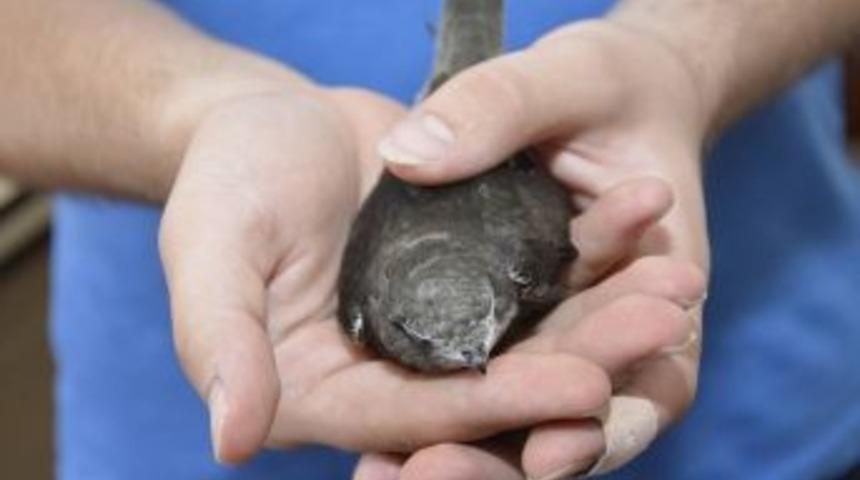 Sıcaktan Bayılan Ebabil Kuşunun İmdadına Belediye Ekipleri Yetişti