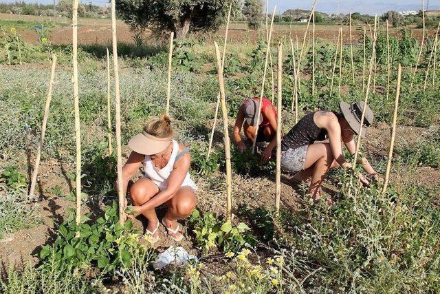 Datça’da İlk Yerel Tohum Hasadı Yapıldı