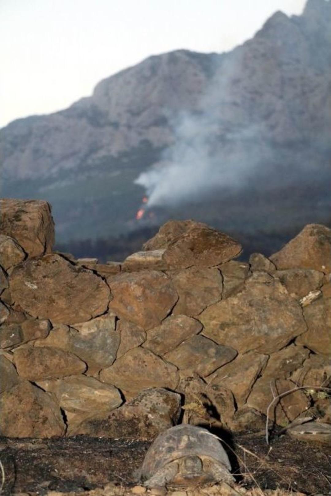 Antalya&rsquo;daki Orman Yangınını S&ouml;nd&uuml;rme &Ccedil;alışmaları Devam Ediyor