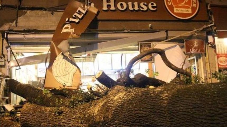 Kadık&ouml;y'de Kafenin &Uuml;zerine Ağa&ccedil; Devrildi: 2 Yaralı (Ek)