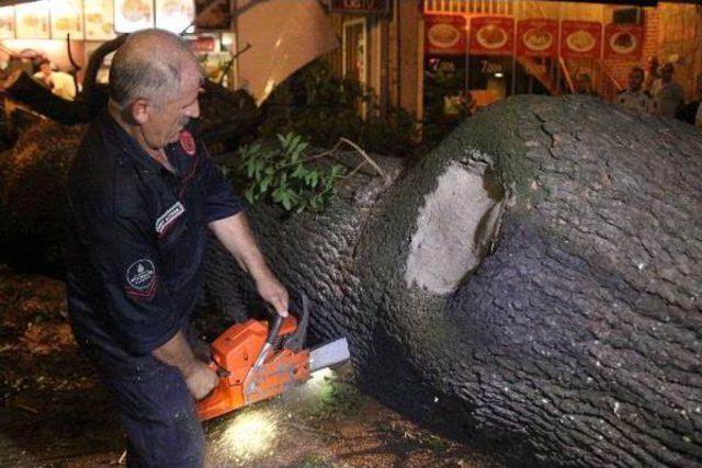 Kadıköy'de Kafenin Üzerine Ağaç Devrildi: 2 Yaralı (Ek)