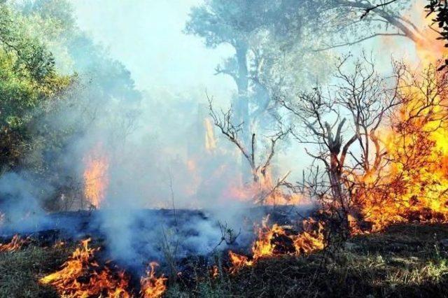 Muğla'da Orman Yangını Uyarısı