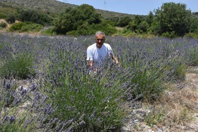 Alaçatı'da Lavanta Güzelliği