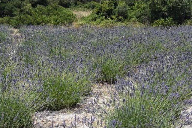 Alaçatı'da Lavanta Güzelliği