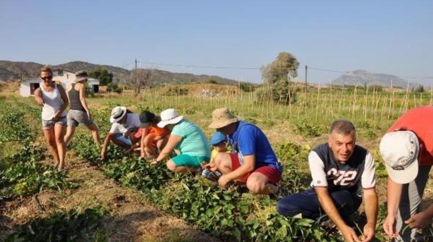Dat&ccedil;a'da, Yerel Tohumlar &Uuml;r&uuml;ne D&ouml;nd&uuml;
