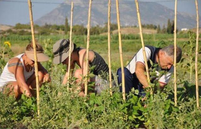 Datça'da, Yerel Tohumlar Ürüne Döndü