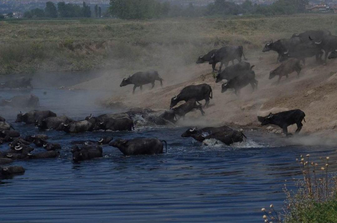 (&ouml;zel Haber) 40 Derecede G&uuml;n&uuml;n Yarısını Suda Ge&ccedil;iriyorlar