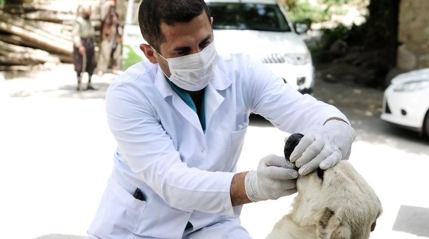 Mamak Belediyesi Kuduz Hastalığına Karşı Harekete Ge&ccedil;ti