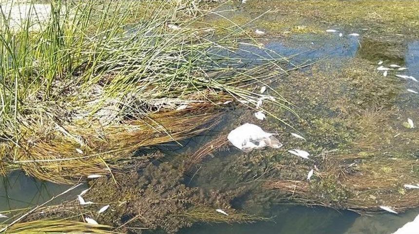K&uuml;fi &Ccedil;ayı&rsquo;nda Toplu Balık &Ouml;l&uuml;mleri
