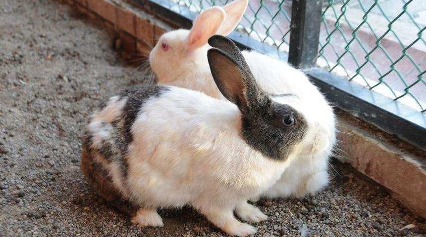 Pursaklar Evcil Hayvanlar Parkı İlgi Odağı Oldu