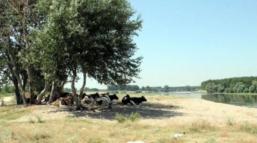 Sıcaklar Inekleri Strese Soktu, S&uuml;t Verimi D&uuml;şt&uuml;