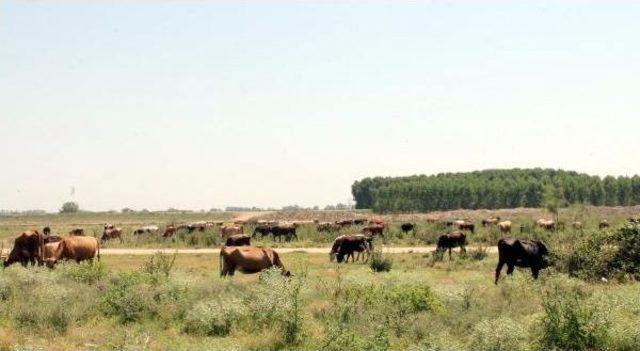 Sıcaklar Inekleri Strese Soktu, Süt Verimi Düştü