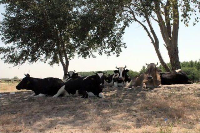 Sıcaklar Inekleri Strese Soktu, Süt Verimi Düştü