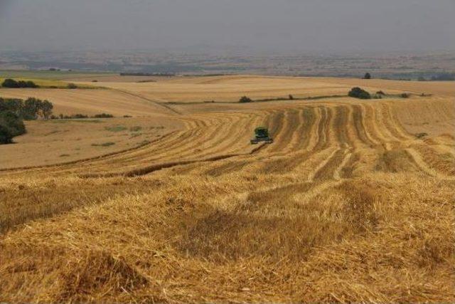 Trakya'da Buruk Buğday Hasadı